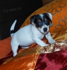 jack russel  terier