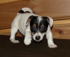 jack russel  terier