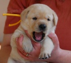 Labrador - �t���tka s PP