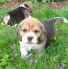 tn beagle s PP
