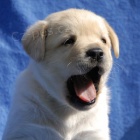 Labrador �t���tko s PP