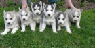 Sibisk husky-