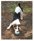 Jack Russell Terier- kryt�