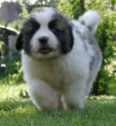 Pyrenejsk mastin