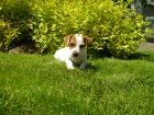 Jack Russell Terrier ttko