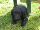 tata Flat Coated Retriever