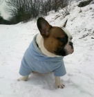 Kr�sn� francouzsk� buldo�ek na kryt�