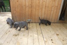 �t�na Cane Corso bez PP