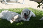 Golden Retriever �t��ata s PP