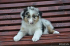 Australsk ovk