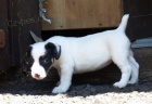 �t�n�tka jack russell terier