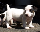 �t�n�tka jack russell terier
