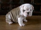 anglick� buldok s PP / buldog / bulldog