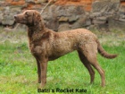 Chesapeake bay Retriever