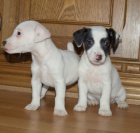 �t�n�tka jack russell terier