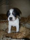 LUXUSN� FENE�KA JACK RUSSELL TERIER - PO RODI��CH S PP!