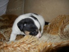 LUXUSN� FENE�KA JACK RUSSELL TERIER - PO RODI��CH S PP!