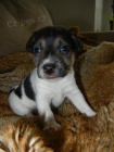 PEJSEK JACK RUSSELL TERIER - PO RODI��CH S PP, HLADKOSRST�
