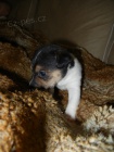 LUXUSN� PEJSEK JACK RUSSELL TERIER - PO RODI��CH S PP!