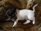 LUXUSN� PEJSEK JACK RUSSELL TERIER - PO RODI��CH S PP!