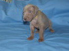 Vmarsk oha - ttka - weimaraner puppies