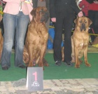Tosa Inu tata s PP