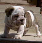 anglick� buldok s PP / buldog / bulldog