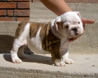 anglick� buldok s PP / buldog / bulldog