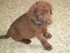 Chesapeake bay retriever