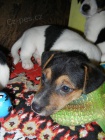 KR�SN� PEJSEK JACK RUSSELL TERIER - PO RODI��CH S PP