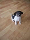 KR�SN� PEJSEK JACK RUSSELL TERIER - PO RODI��CH S PP