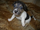 KR�SN� PEJSEK JACK RUSSELL TERIER - PO RODI��CH S PP