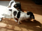PEJSCI JACK RUSSELL TERIER, PO RODI��CH S PP, IHNED K ODB�RU!