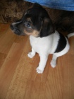 PEJSEK JACK RUSSELL TERIER - PO RODI��CH S PP, IHNED K ODB�RU