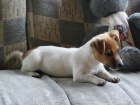 Jack Russell 