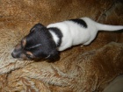 KR�SN� PEJSEK JACK RUSSELL TERIER - PO RODI��CH S PP