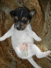 KR�SN� PEJSEK JACK RUSSELL TERIER - PO RODI��CH S PP