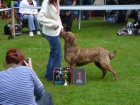 Chesapeake bay retriever 