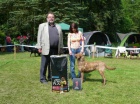 Chesapeake bay retriever 