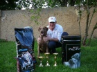 Chesapeake bay retriever 