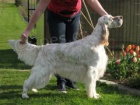 Anglicky setr / English setter stenata