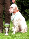 Anglicky setr / English setter stenata