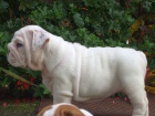 ANGLICK� BULLDOG - BULDOG - BULDOK