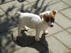 KR�SN� PEJSEK JACK RUSSELL TERIER, RODI�E S PAP�RAMA, BICOLORN�