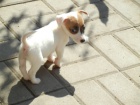 KR�SN� PEJSEK JACK RUSSELL TERIER, RODI�E S PAP�RAMA, BICOLORN�