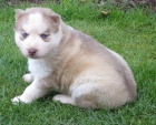 Sibisk husky-