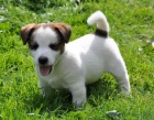 Jack Russell terrier s PPm - pejsek na kr�tk�ch no