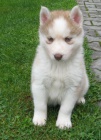 Sibisk husky-