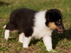prodm tntka sheltie
