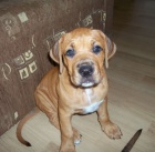 �t��ata bandoga